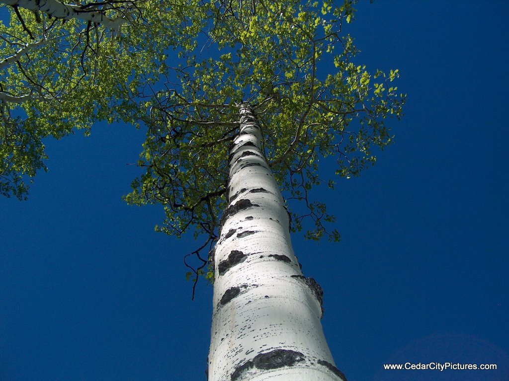 Quaking Aspen Tree