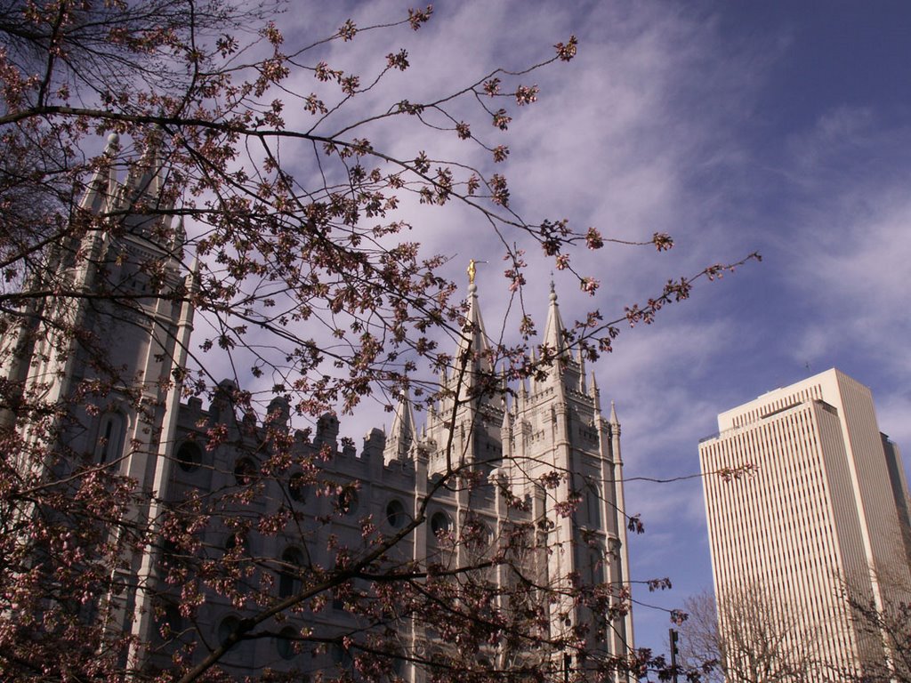 Salt Lake Temple through the blossoms in April