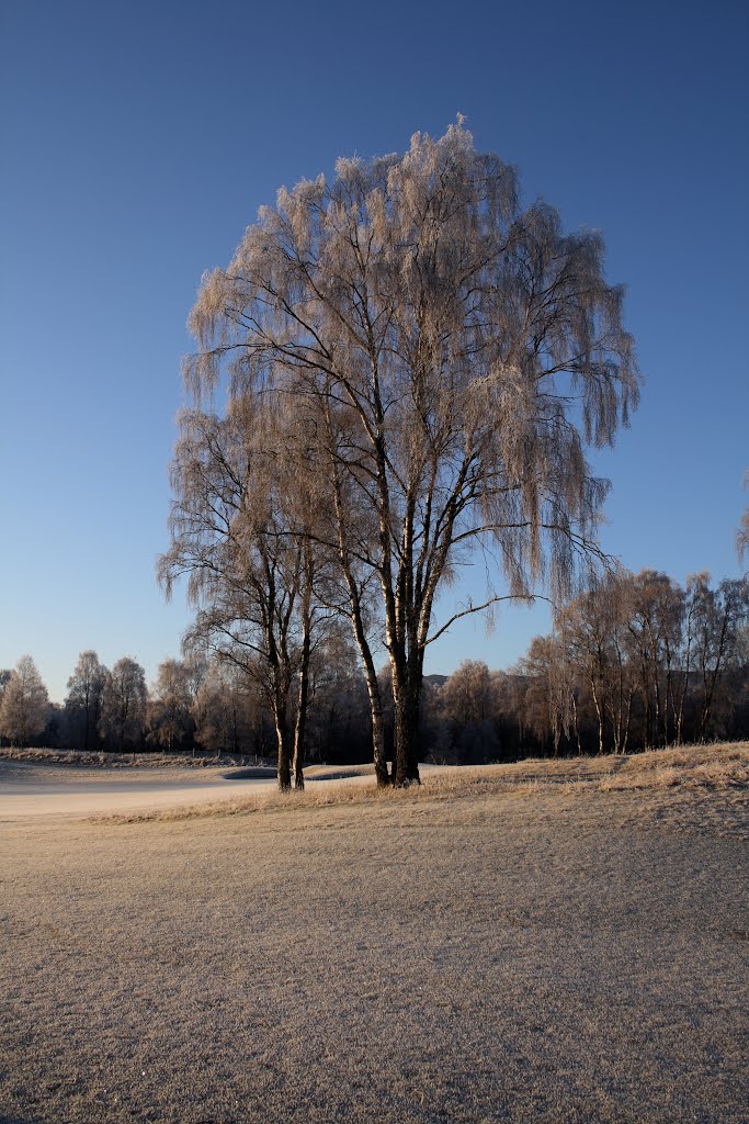 Spey Valley Tree