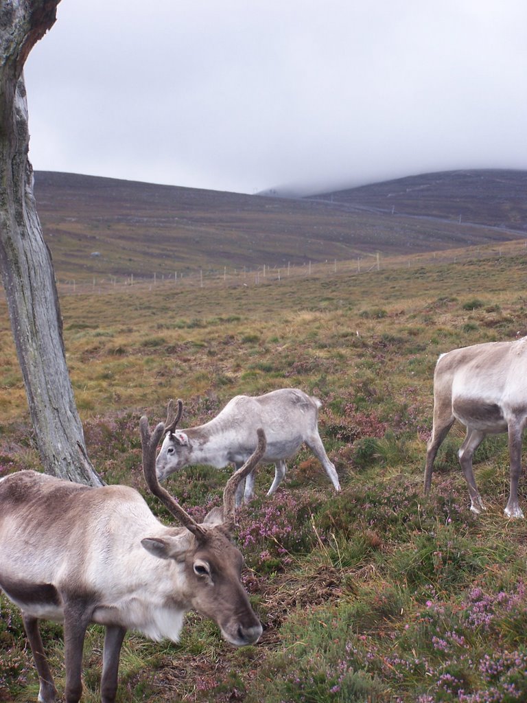 Reindeers @ Cairngorm Mountains
