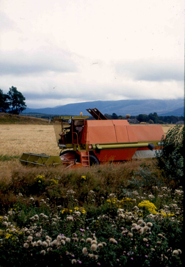 Cutting wheat, Aviemore, Scotland.