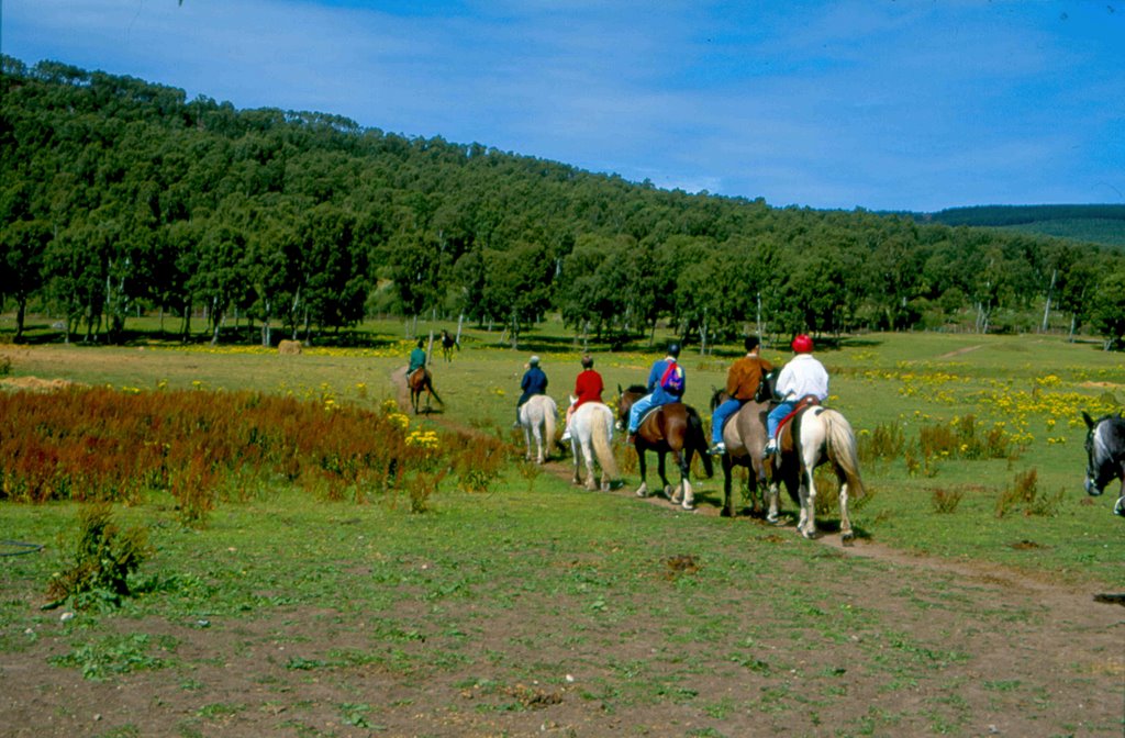 Pony trekking, Aviemore, Scotland.