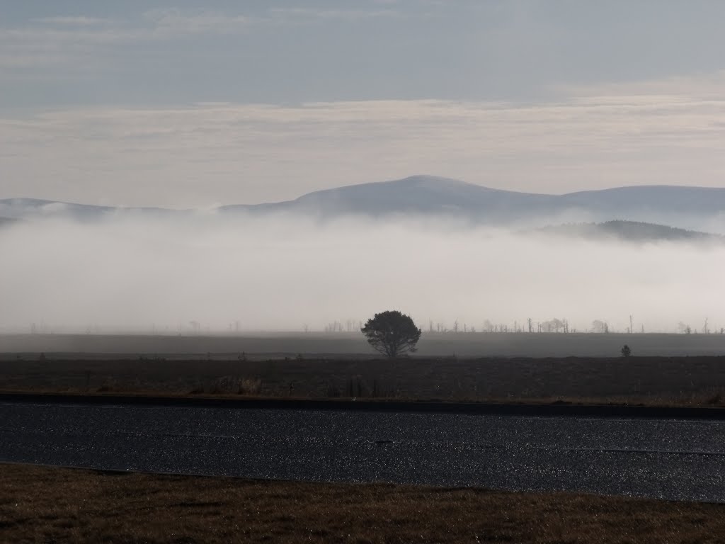 Tree In Mist