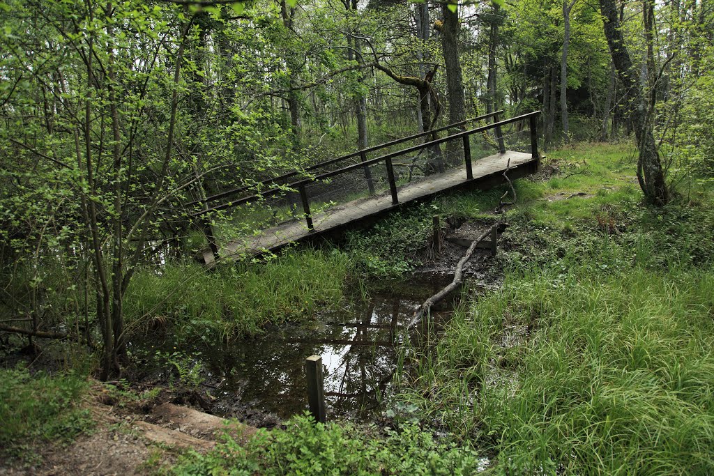 Displaced bridge in woods near Aviemore