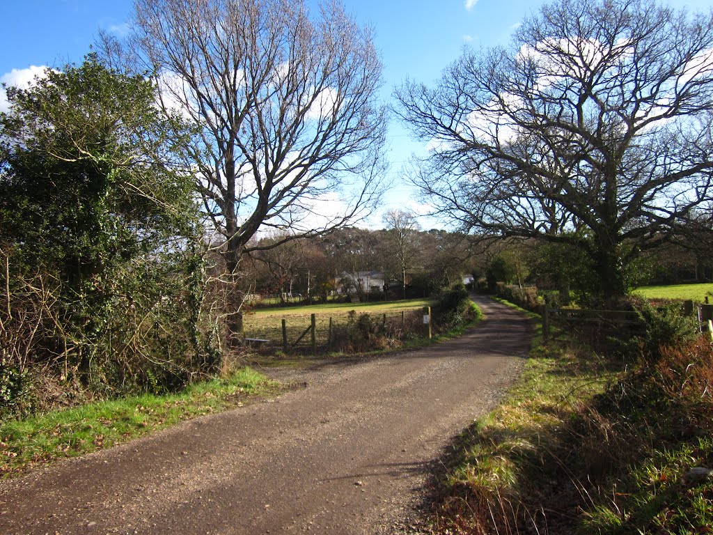 Country Lane