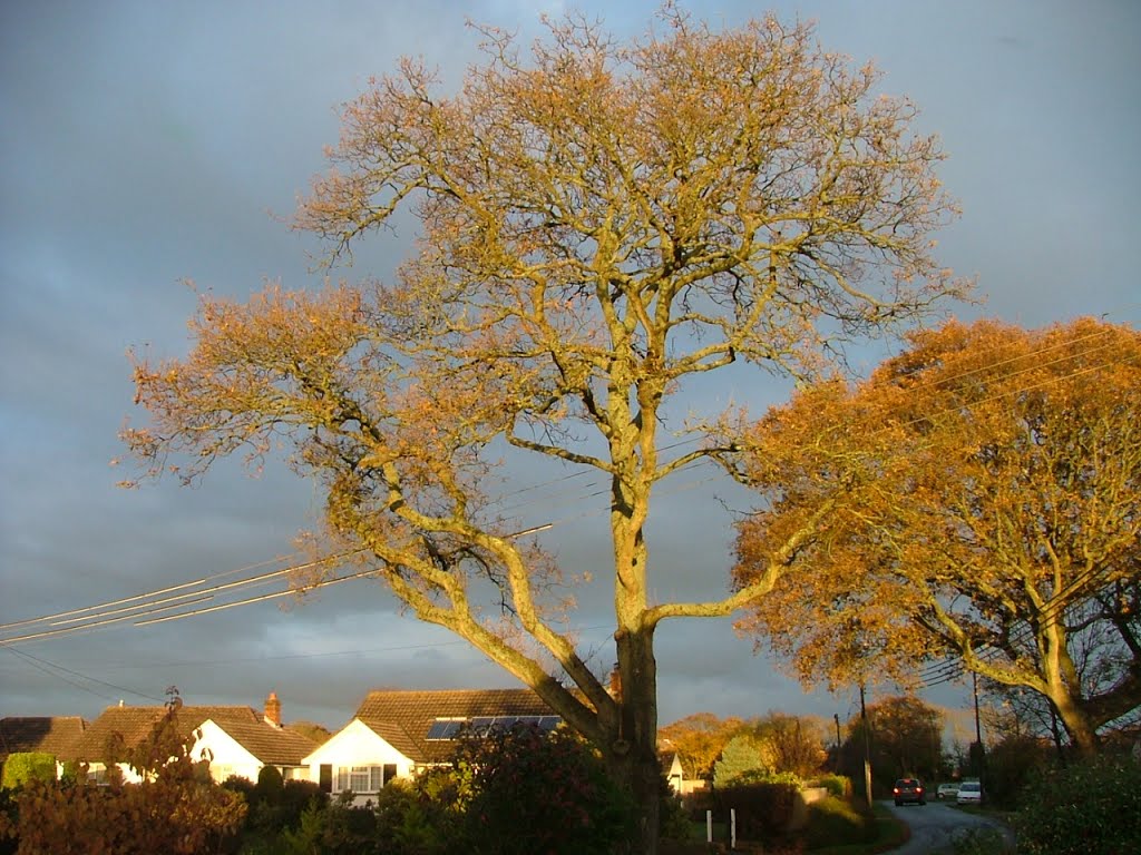 Tree with Wires, Green Lane, New Milton