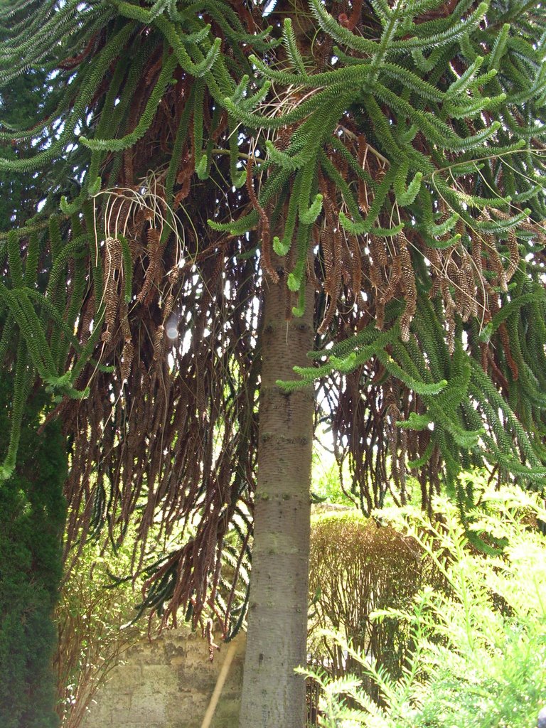 Botanic garden