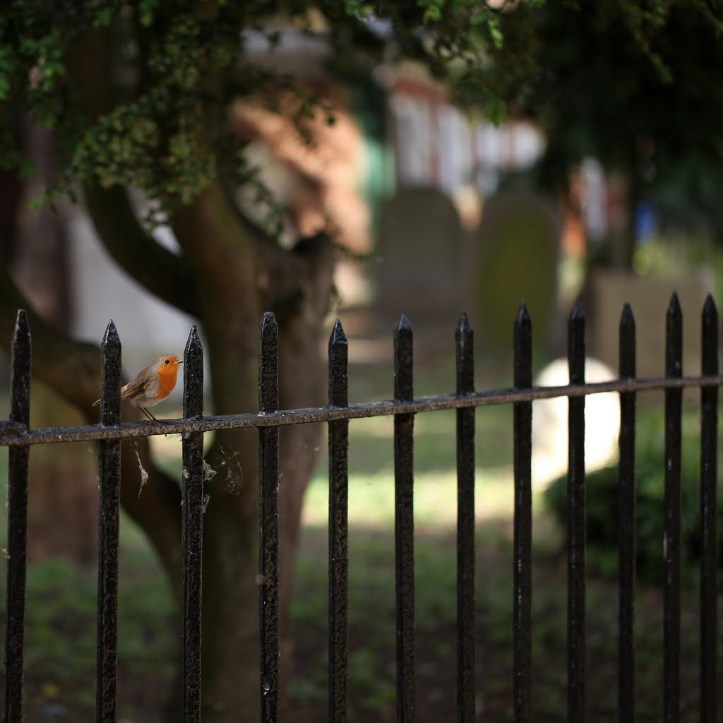 churchyard robin