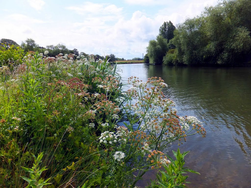 Wild flower Thames bank
