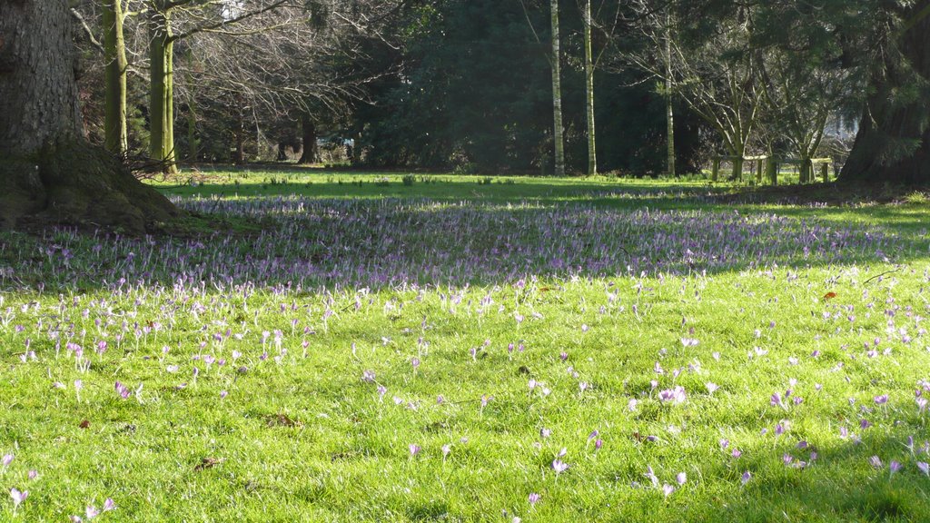 Albert Park - crocus