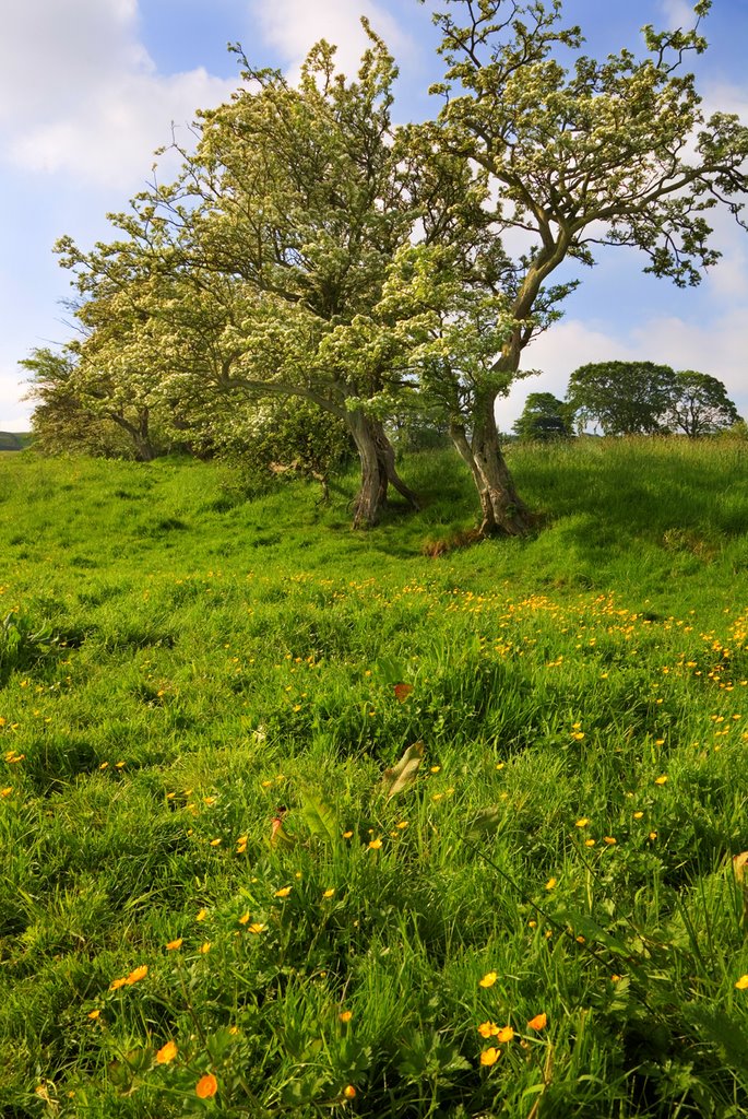 Buttercups and Hawthorn Bloosom