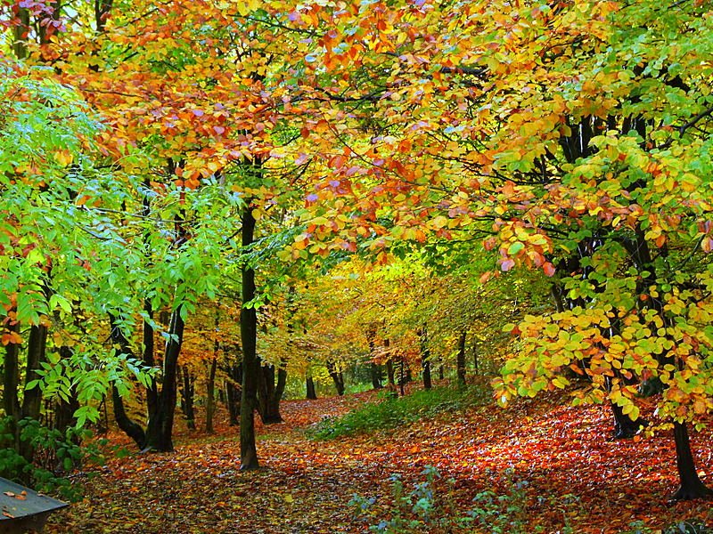 Autumn