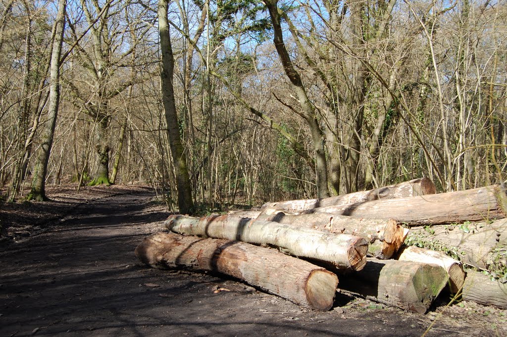 Rowhill near Aldershot march 2010