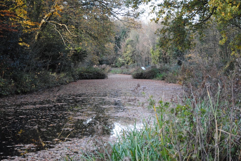 Basinstoke Canal