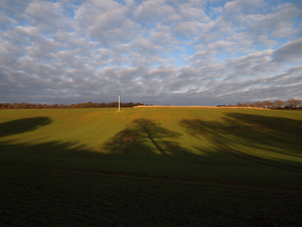 Fields near Harewood Forest