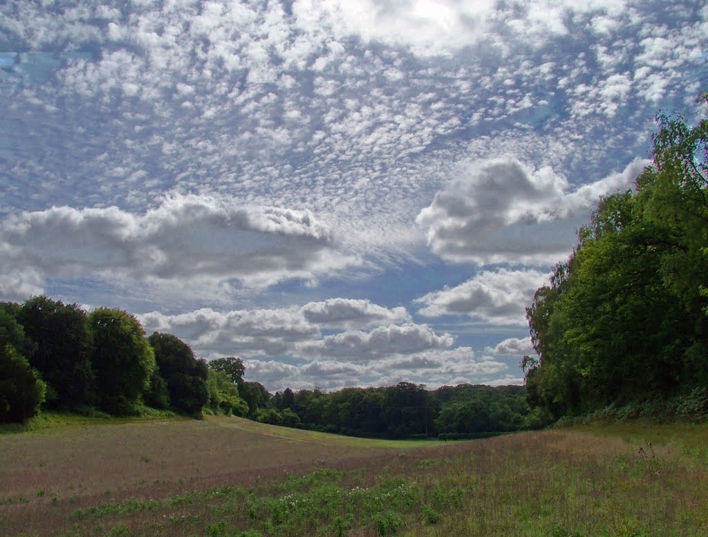 Field in Harewood Forest