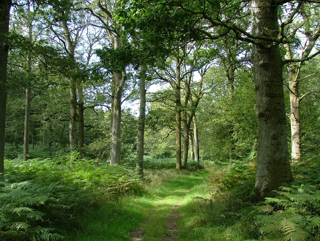 Harewood Forest, September