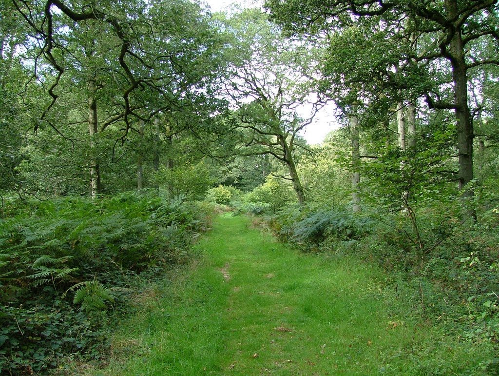 Harewood Forest, September