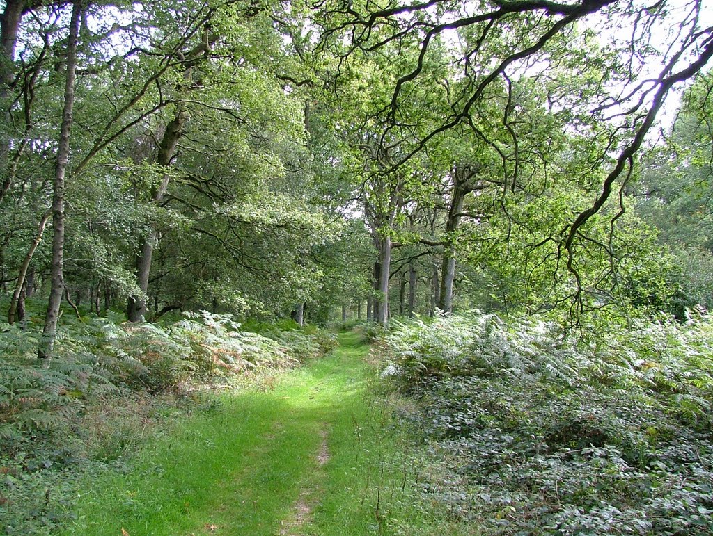 Harewood Forest, September