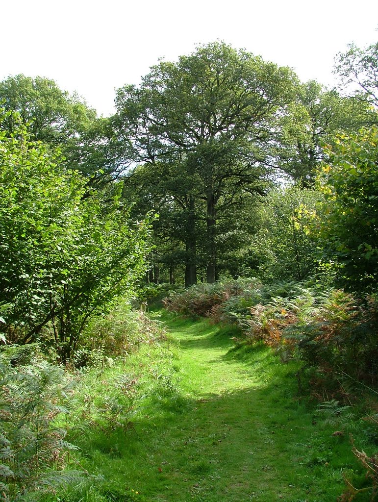 Harewood Forest, September
