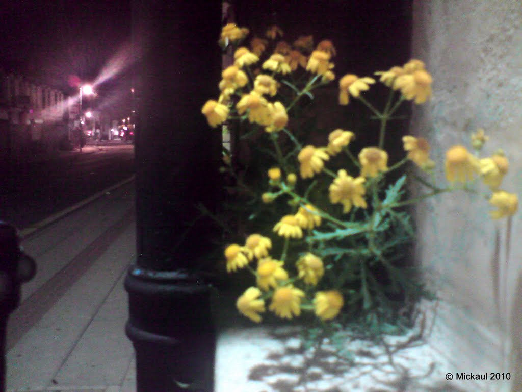 Urban Flowes, Ashton Under Lyne, Lancashire, England. UK