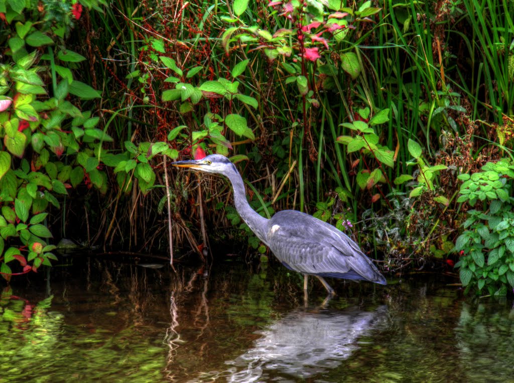 Ashton Canal - Wildlife, Grey Heron
