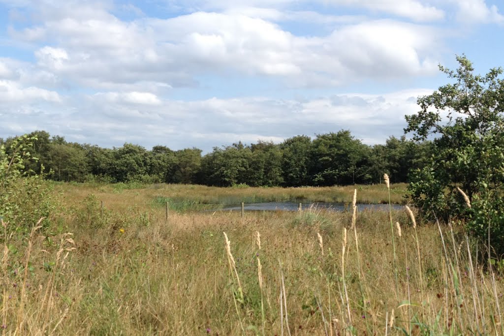 Wetlands