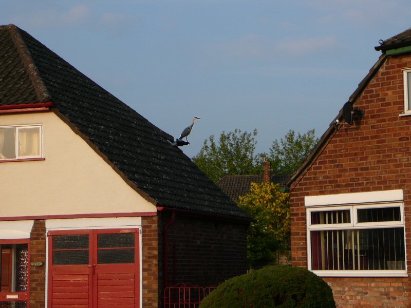 Heron on roof