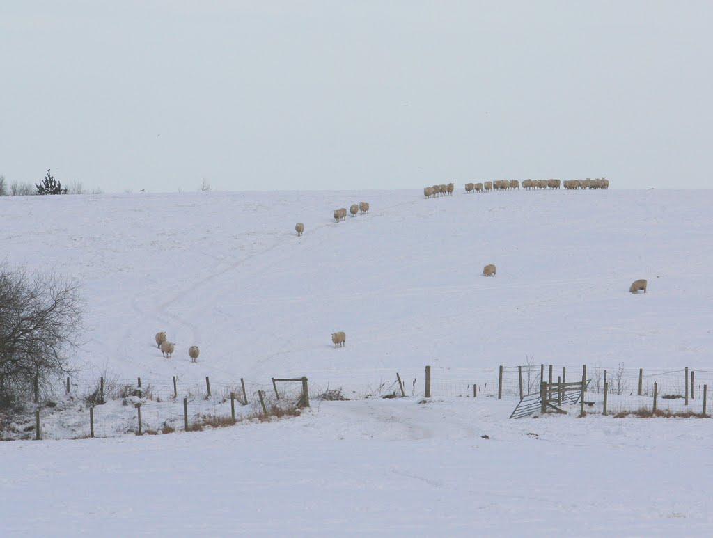 Winter Sheep 3 sisters Ashton in Makerfield