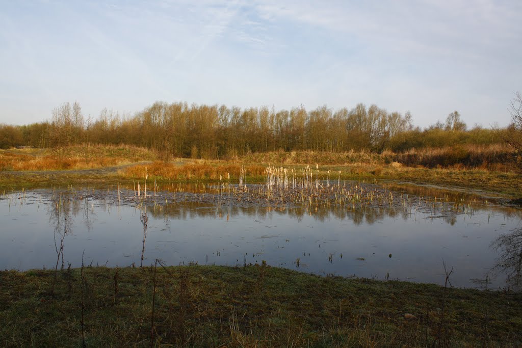 Dragonfly Pond