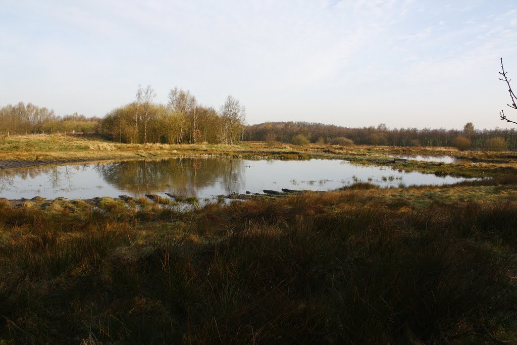Wet Lands pond