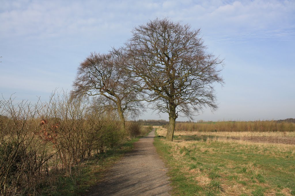 Trees in Viridor wood