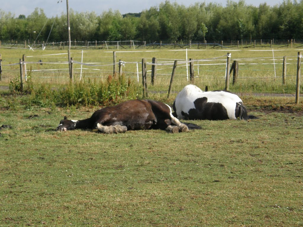Still Asleep ? Nice July Morning