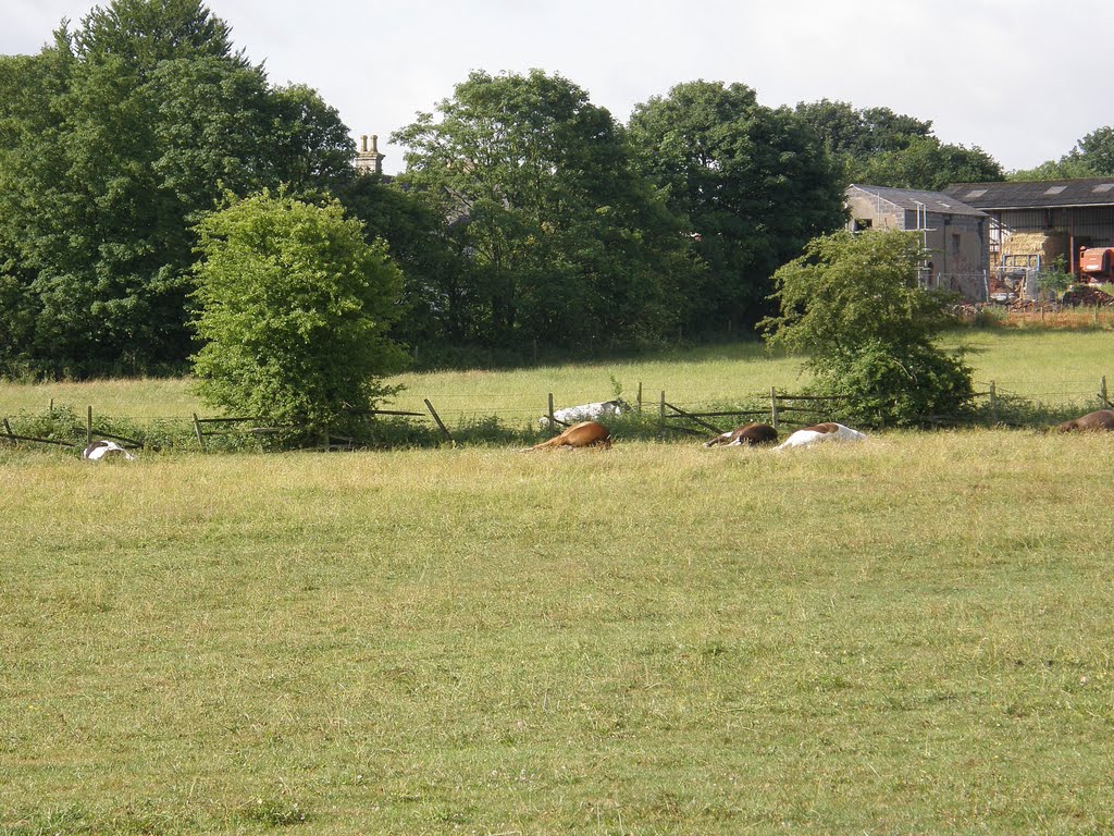 All Fast Asleep on a Nice July Morning