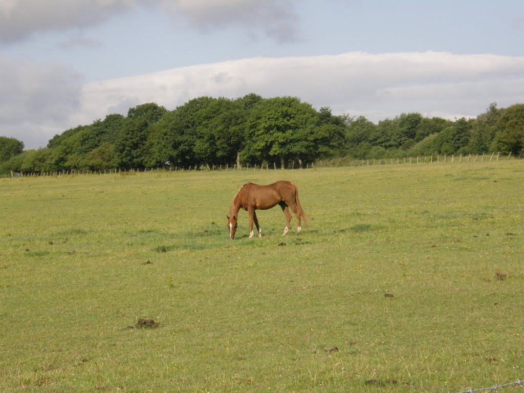 Nice Brown Horse