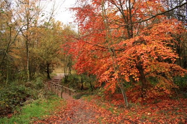 Autumn at 3 Sisters