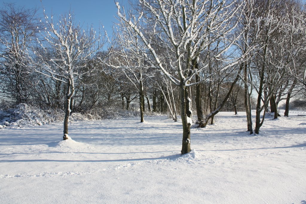 Woods