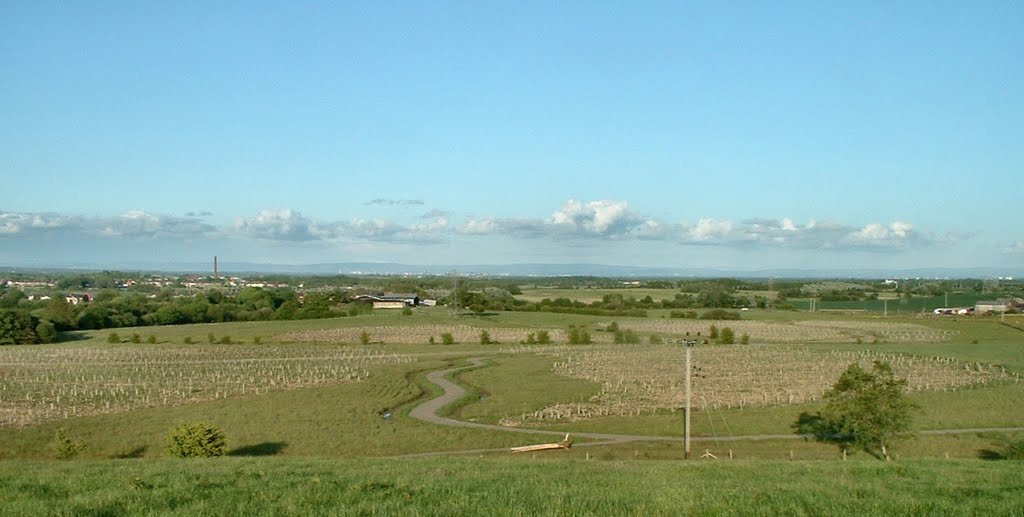 The Planting of Viridor Wood 2003
