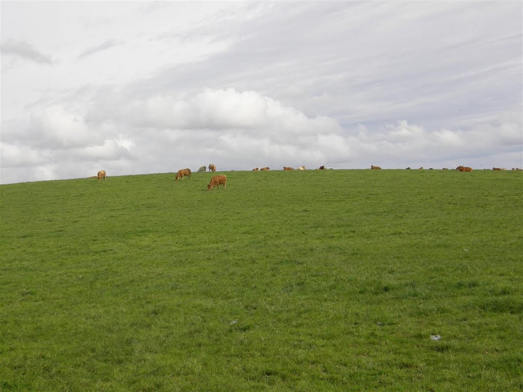 Cattle and Sky ,3 Sisters Ashton in Makerfield
