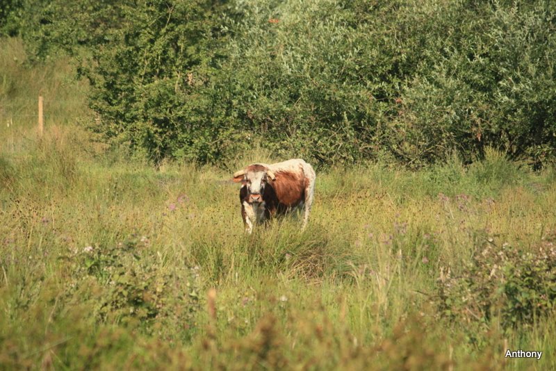 Big Boy on Wetlands 3 Sisters