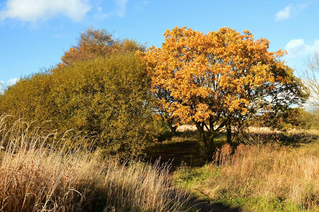 Autumn at Viridor