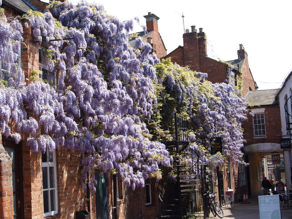 Huge record-breaking wisteria in  White Lion Yard, Banbury
