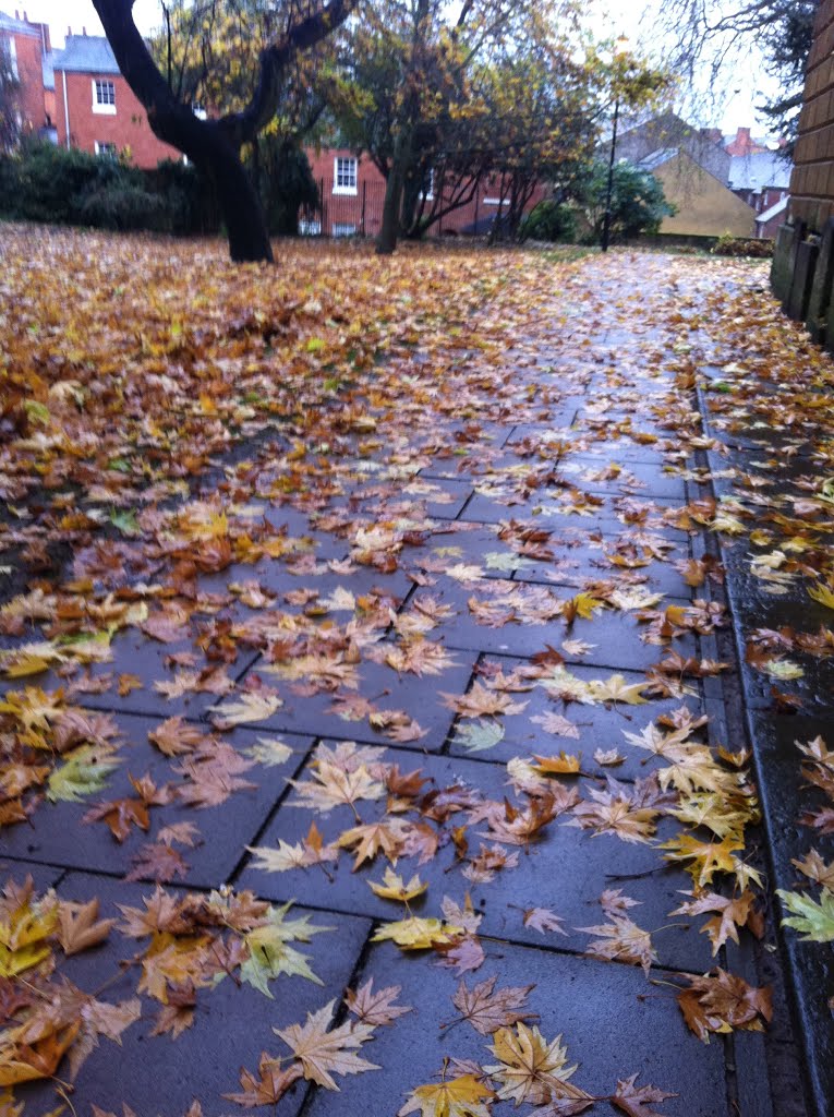 Fallen Leaves