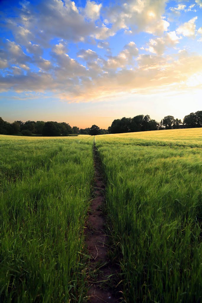 path through a field of barley﻿