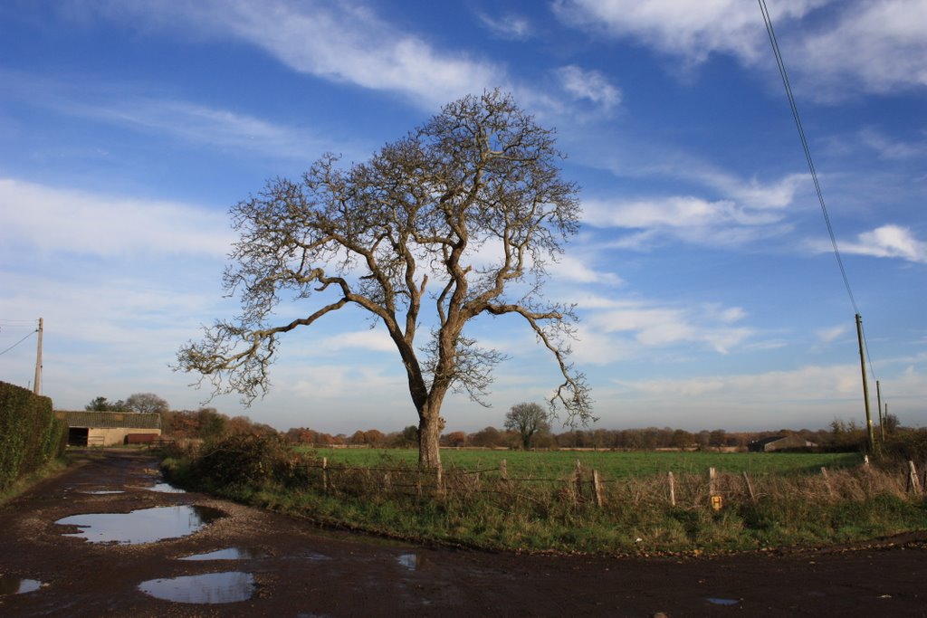Burgh Heath