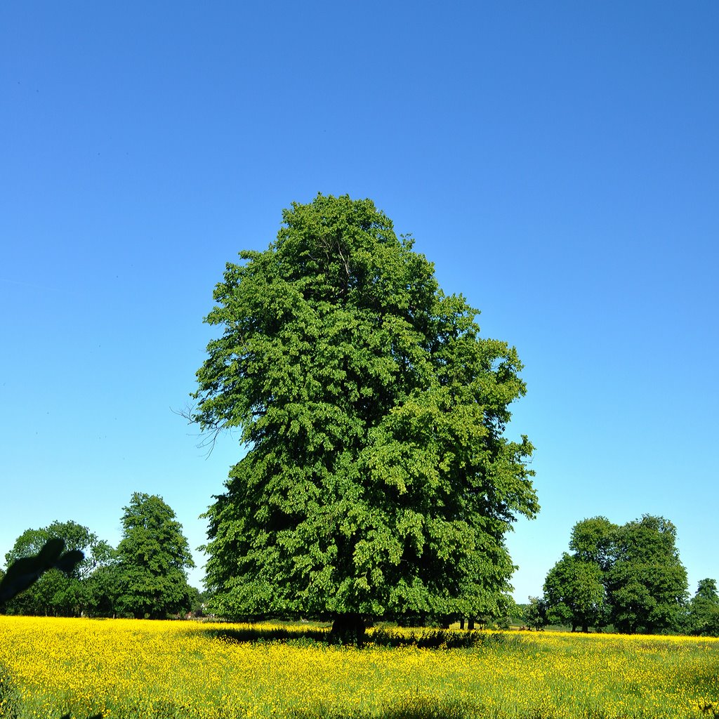 Buttercup field, Park Road, Banstead