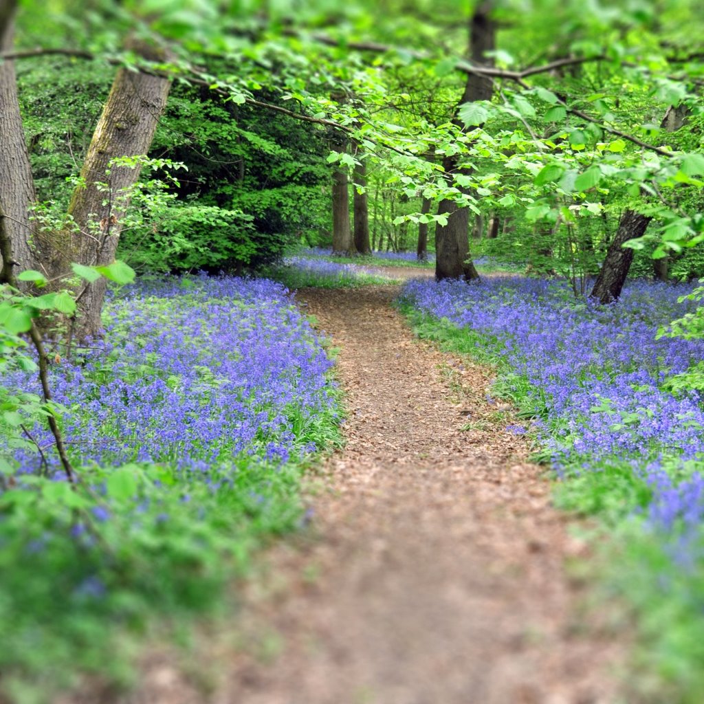 Bluebells in Banstead Woods