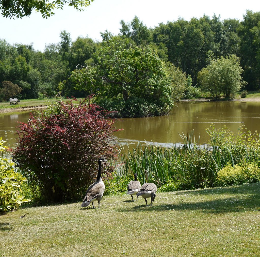 Canada Geese at Burgh Heath Pond