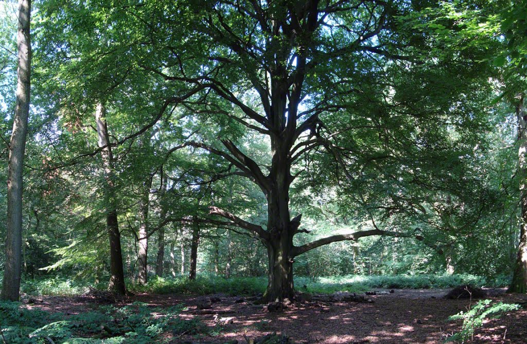 Oakissimo