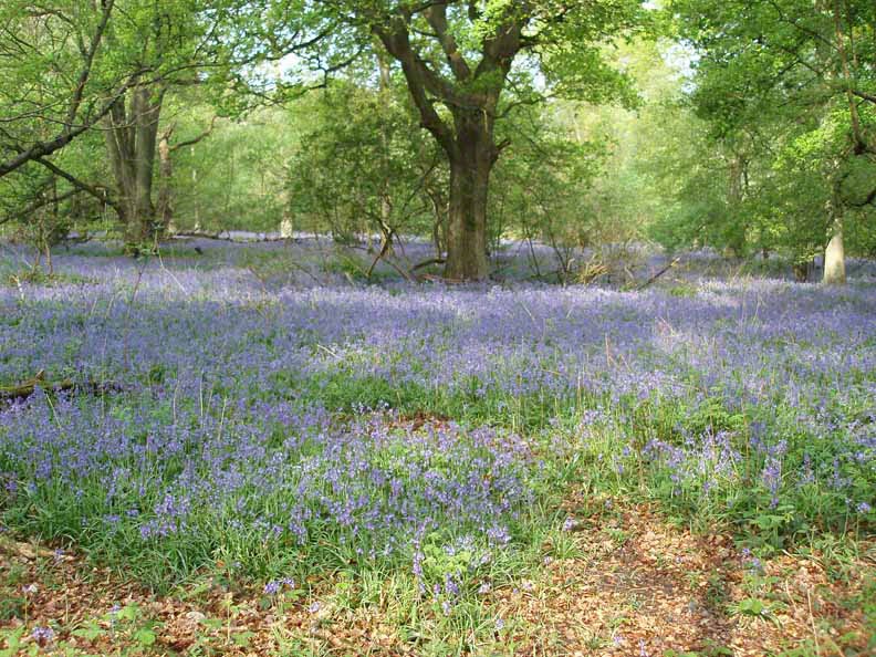 Bluebell Woods